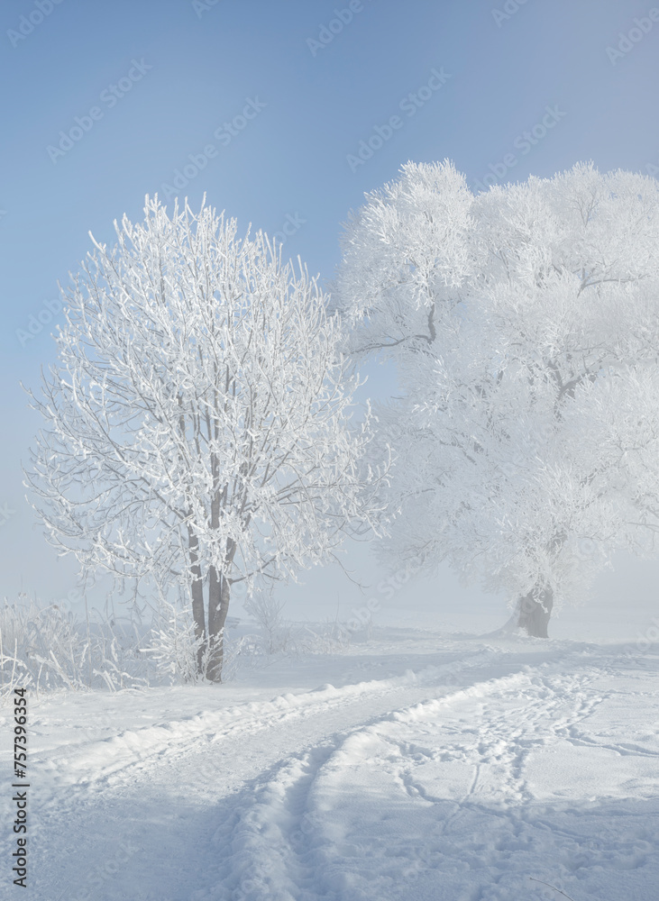 Fototapeta premium verschneite Bäume am Kochelsee, Tölzer Land, Oberbayern, Bayern, Deutschland