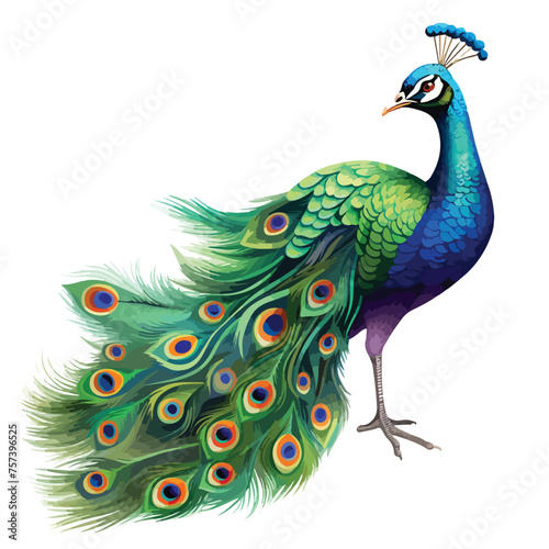 Adorable Peacock Clipart isolated on white background