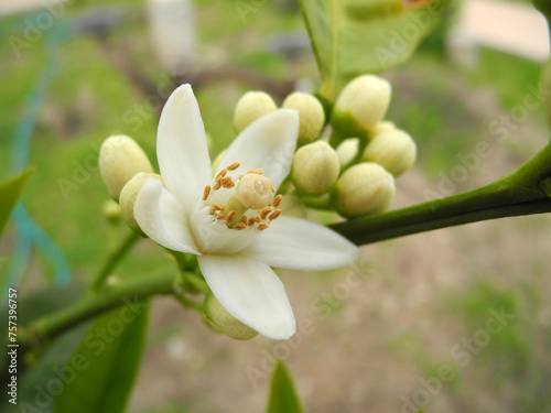 Fiore del limone