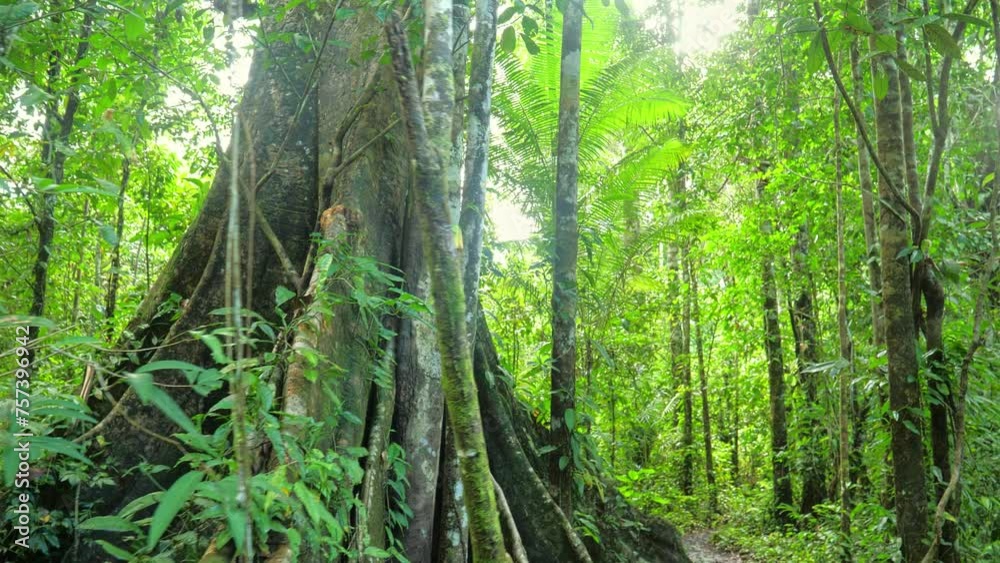 Old tree in amazonian rain forest ever green jungle. Sliding with Steady cam gimbal, POV personal perspective. Wide angle 4K
