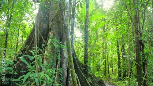 Old tree in amazonian rain forest ever green jungle. Sliding with Steady cam gimbal, POV personal perspective. Wide angle 4K