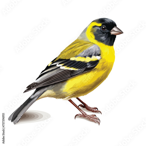 Alpine Citril Finch Clipart isolated on white