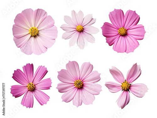 cosmos flower collection set isolated on transparent background  transparency image  removed background