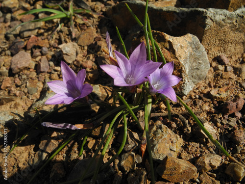 Romulea clusiana photo