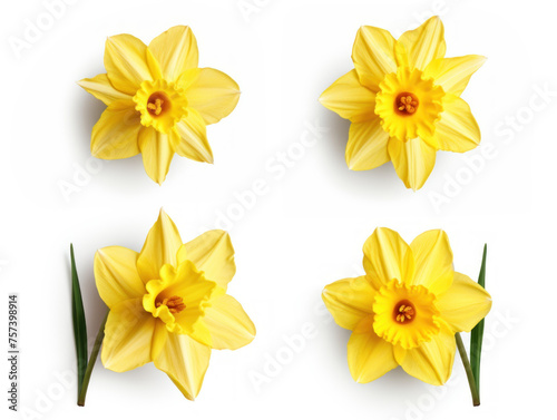 daffodil collection set isolated on transparent background, transparency image, removed background