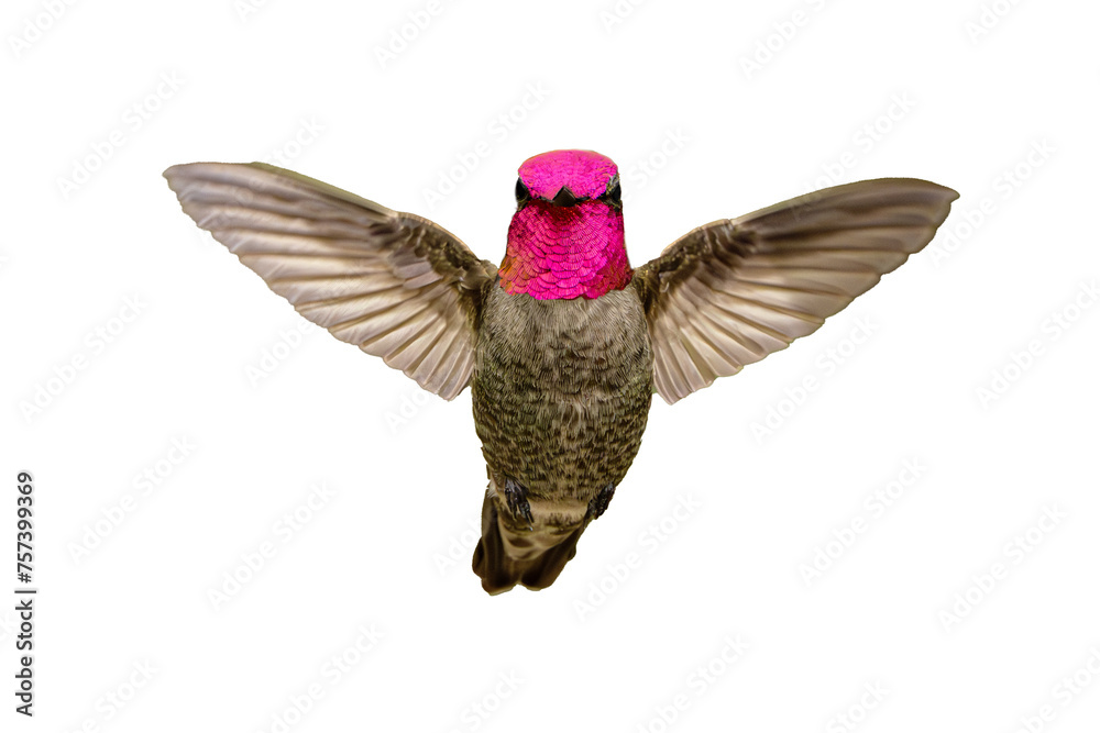 Obraz premium Anna's Hummingbird (Calypte Anna) High Resolution Photo, Showing its Colors, on a Transparent PNG Background