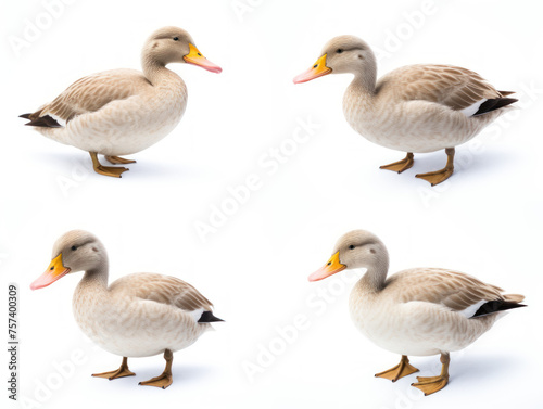 duck collection set isolated on transparent background, transparency image, removed background