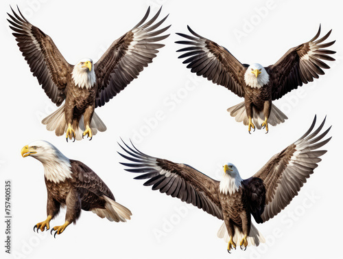 eagle collection set isolated on transparent background, transparency image, removed background © transparentfritz