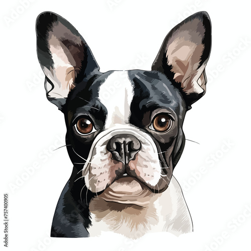 Boston Terrier Clipart © Noman