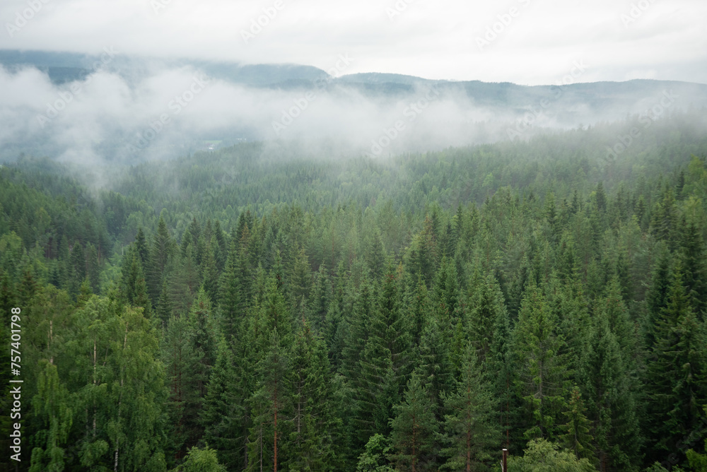 Landscape with green spruce forest in white fog where Norwegian mountains and fjords can be seen in the distance.