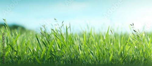 low fresh grass blue sky background with clouds