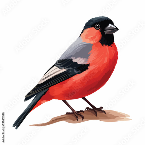 Bullfinch Clipart isolated on white background