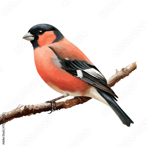 Bullfinch Clipart isolated on white background