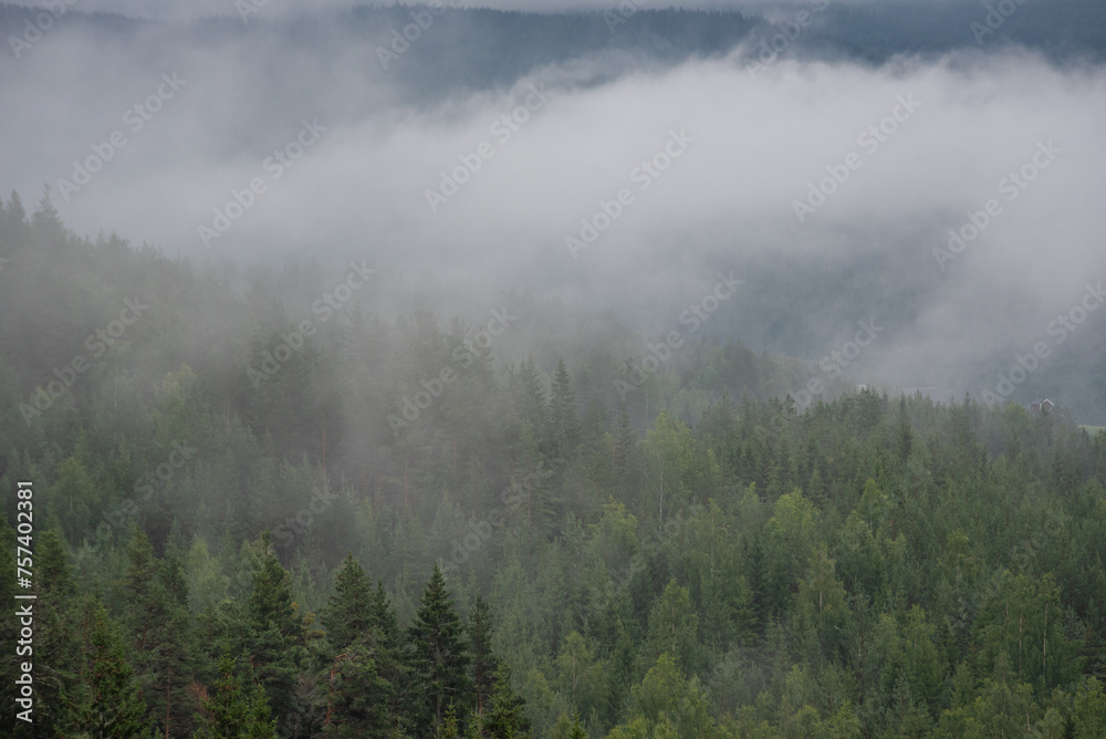 Close-up of green conifers in Norwegian mountains on a white foggy day.