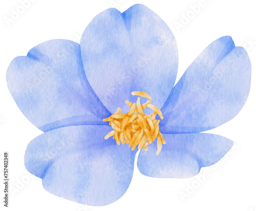 Fototapeta Naklejka Na Ścianę i Meble -  blue flowers watercolor illustration