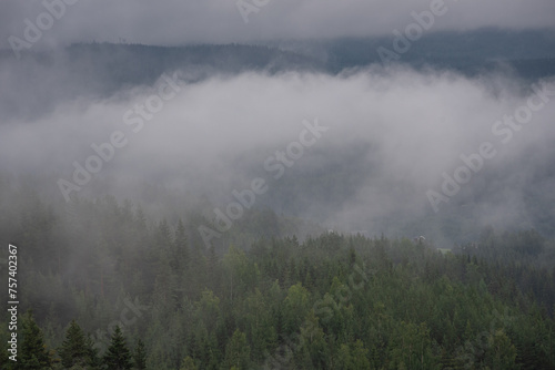 Close-up of green conifers in Norwegian mountains on a white foggy day.