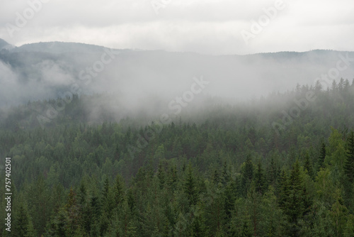 Norwegian landscape with white fog over green trees with mountains in the background. © Emils