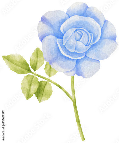 Fototapeta Naklejka Na Ścianę i Meble -  rose blue flowers watercolor illustration