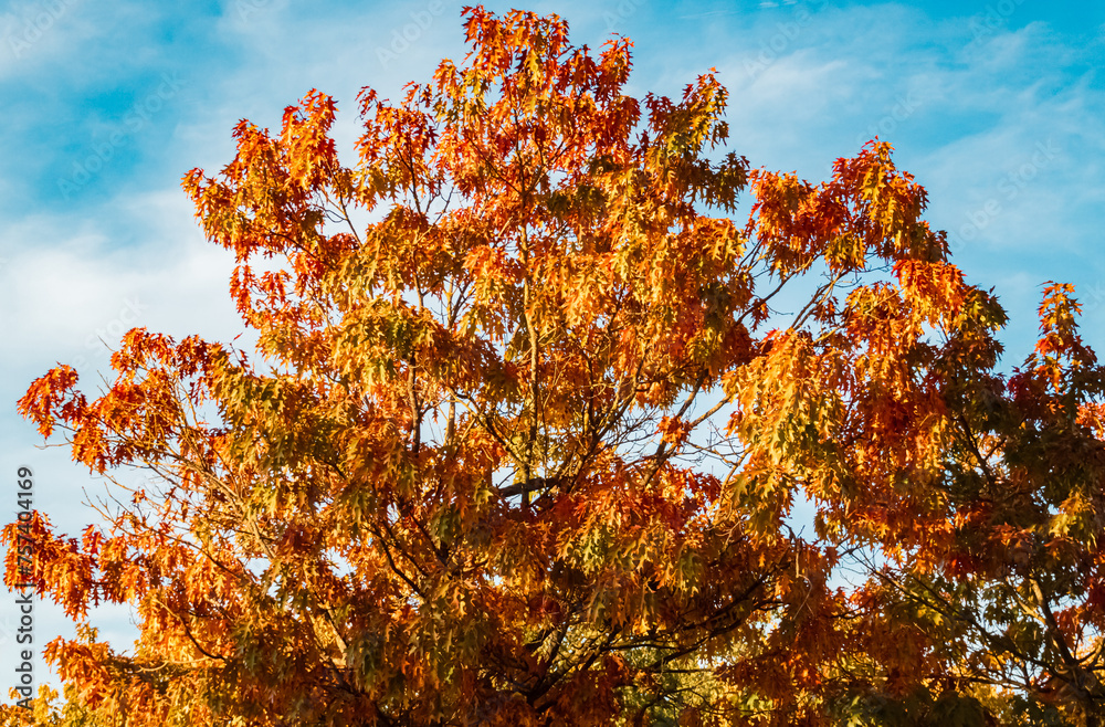 Autumn or indian summer view near Plattling, Isar, Deggendorf, Bavaria, Germany