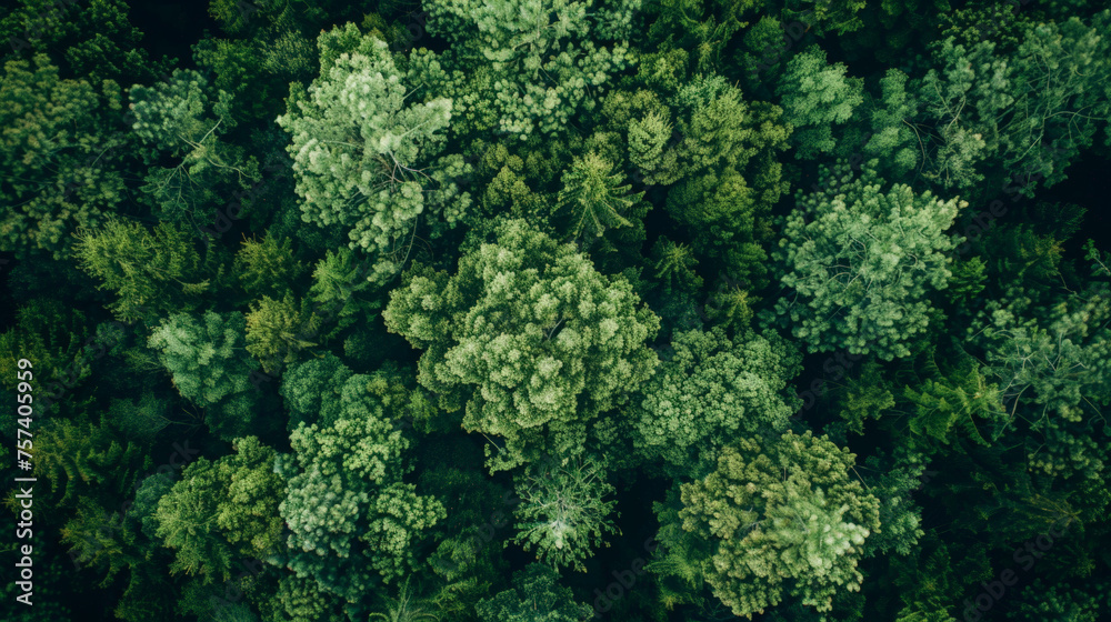 Aerial top view of green trees in forest. Drone view of dense green tree captures CO2. Green tree nature background