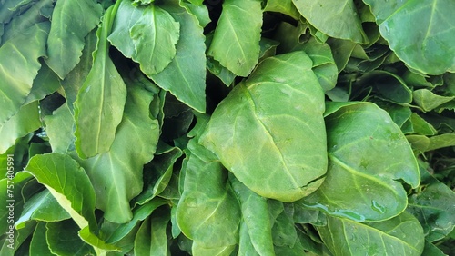 Fresh vegetable green leaves background