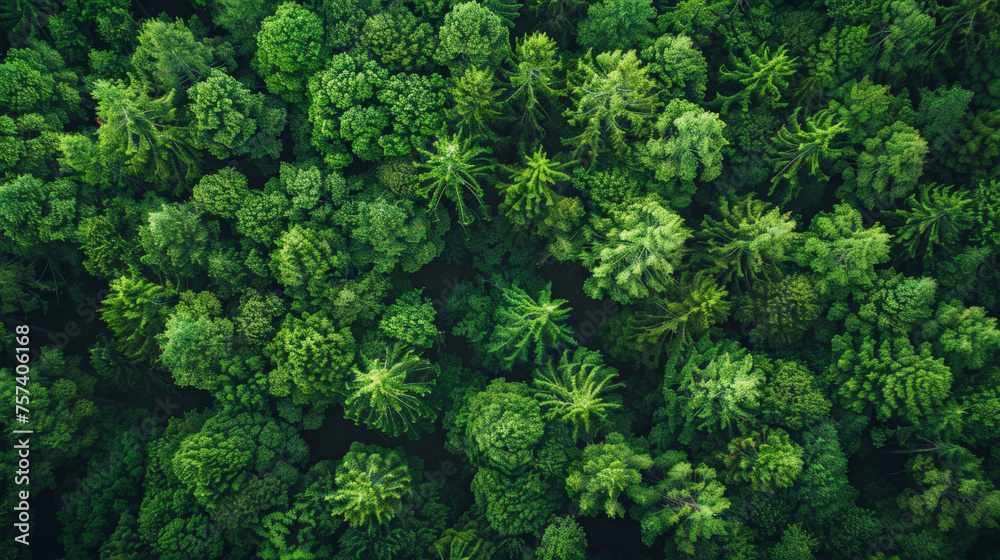 Aerial top view of green trees in forest. Drone view of dense green tree captures CO2. Green tree nature background