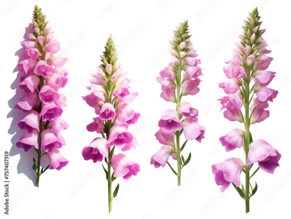 foxglove collection set isolated on transparent background, transparency image, removed background - obrazy, fototapety, plakaty 