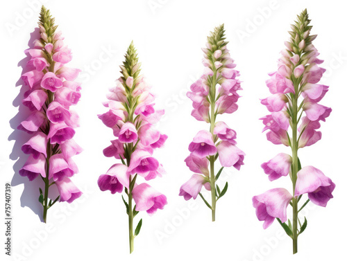 foxglove collection set isolated on transparent background  transparency image  removed background