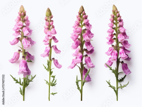 foxglove collection set isolated on transparent background  transparency image  removed background