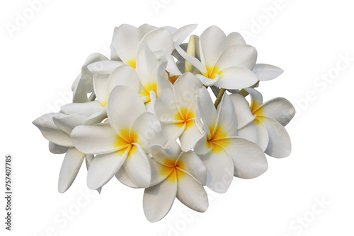 White Plumeria flower isolated on transparent background png file