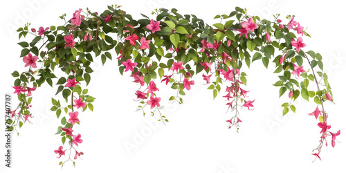 Bougainvillea creeper hanging, isolated on transparent background