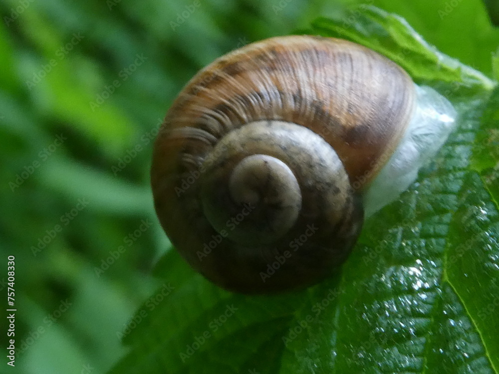 Makro Schnecke auf grünem Blatt in ihrem Schneckenhaus in der Natur Makro Schnecke auf grünem Blatt in ihrem Schneckenhaus in der Natur
