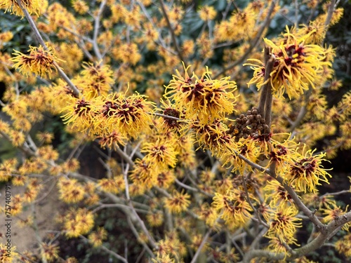 Hazel Witch shrub, Hamamelis virginiana