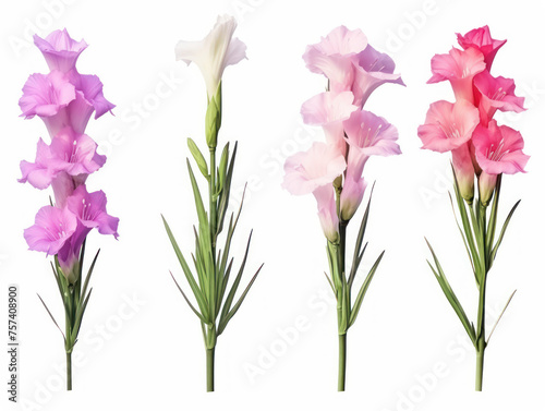 gladiolus collection set isolated on transparent background, transparency image, removed background