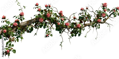 Fototapeta Naklejka Na Ścianę i Meble -  creeper with rose flowers, isolated on transparent background