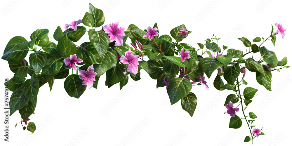 creeper with tropical flowers, isolated on transparent background creeper with tropical flowers, isolated on transparent background
