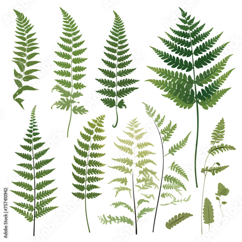 Forest Fern Clipart isolated on white background