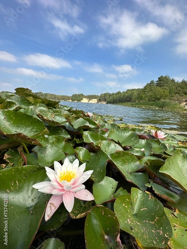 A white and pink lotus blooms by the waters edge, under a clear sky
