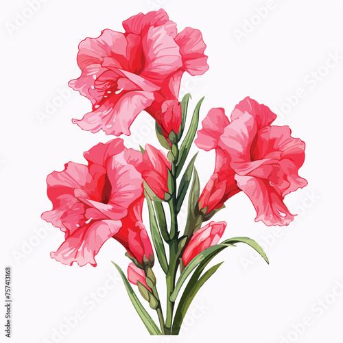 Gladioli Clipart Clipart isolated on white background