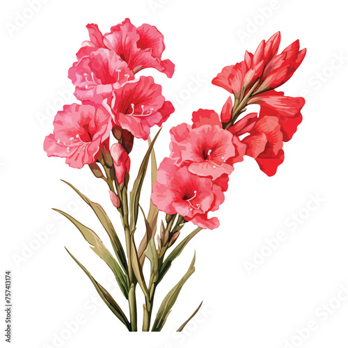 Gladioli Clipart Clipart isolated on white background