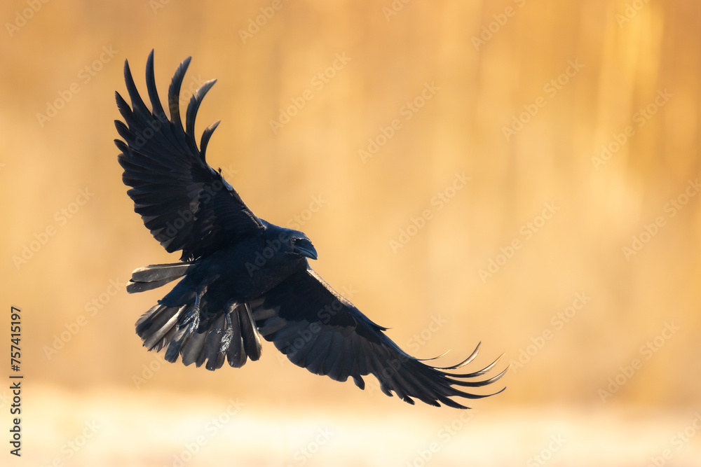 Obraz premium Bird beautiful flying raven Corvus corax North Poland Europe