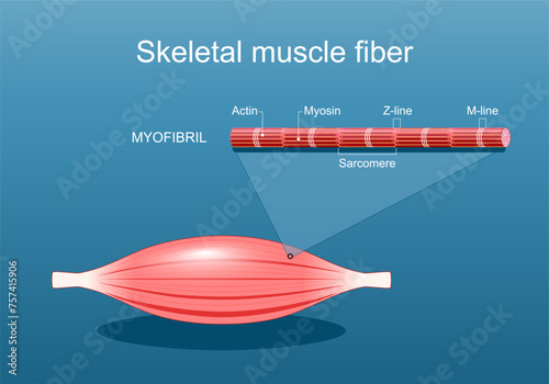 Anatomy of a Skeletal muscle fiber. Myofibril structure photo