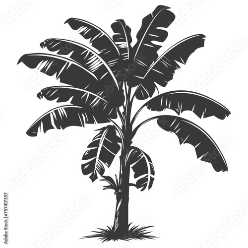 Silhouette banana tree black color only