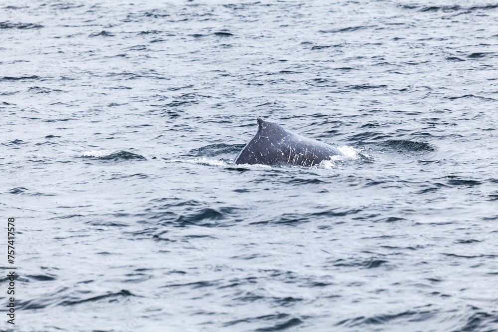 Fototapeta premium Unspoilt, wild nature in Patagonia in the Beagle Channel.