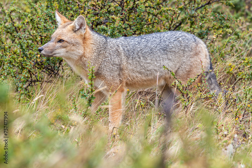 Nice view of the beautiful  wild fox on Patagonian soil.