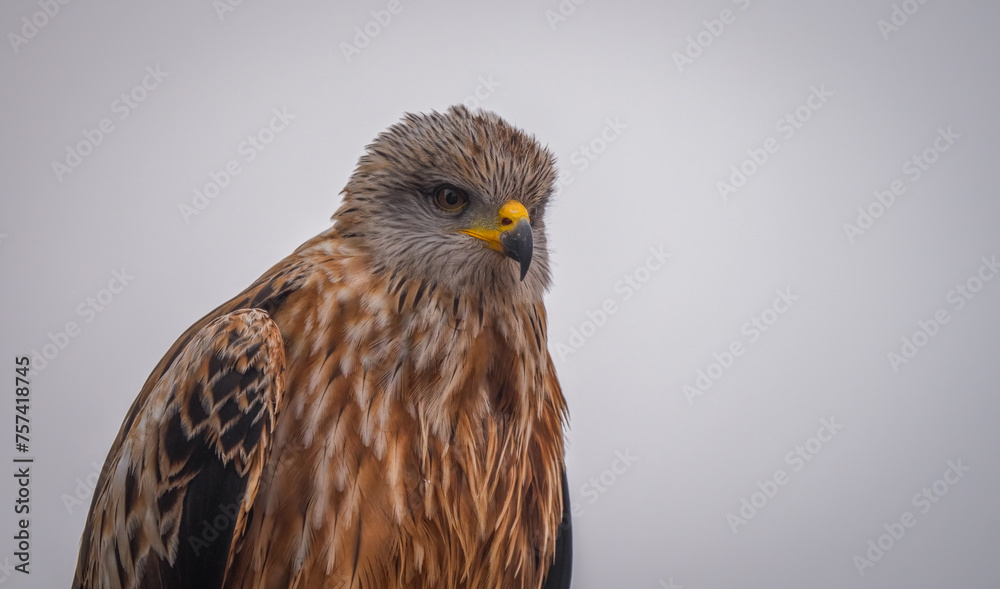 A close-up of a Red Kite, with a contemplative look, set against a muted sky in the serene fields of Lleida A close-up of a Red Kite, with a contemplative look, set against a muted sky in the serene fields of Lleida