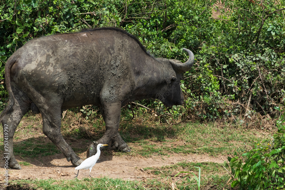Fototapeta premium African buffalo