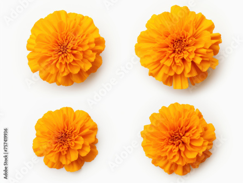 marigold collection set isolated on transparent background, transparency image, removed background