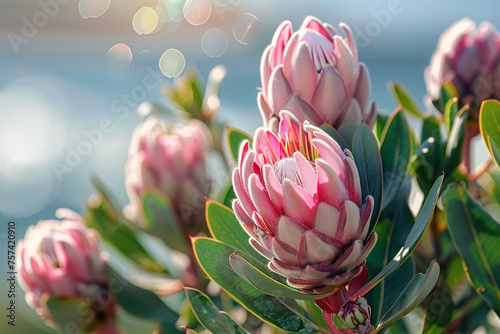 Protea, flower, Bunches of Proteas