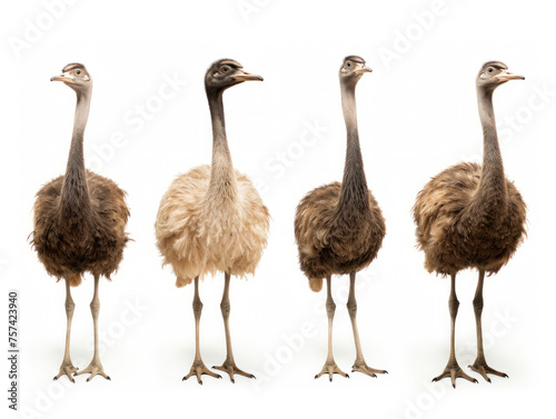 Ostrich collection set isolated on transparent background, transparency image, removed background